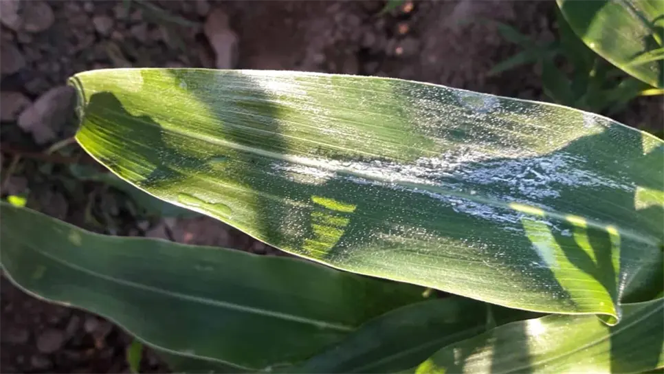Bajas temperaturas congelan cultivos en la zona norte