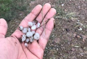 Cae gragea en Higuera de Zaragoza