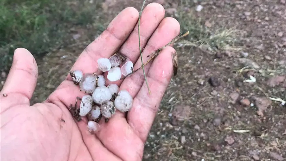 Cae gragea en Higuera de Zaragoza