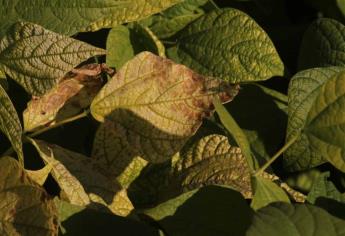 Dos mil hectáreas de cultivos agrícolas con daños totales