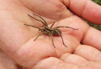 Miedo a las arañas, viajar en avión e inyecciones, fobias más comunes