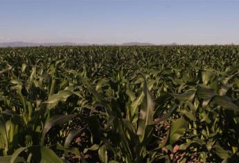 En riesgo productores que no aseguraron sus cultivos ante helada