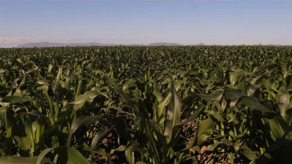 Inédito panorama internacional para el  maíz