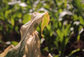 Necesario fomentar la cultura del seguro para el campo: Cesavesin