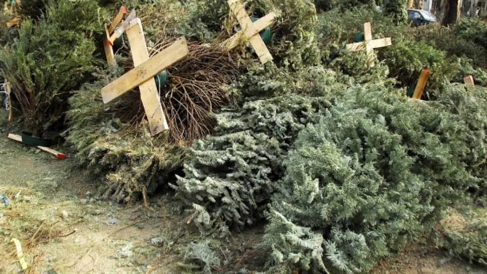 Instalarán centros de acopio para arbolitos navideños en Culiacán