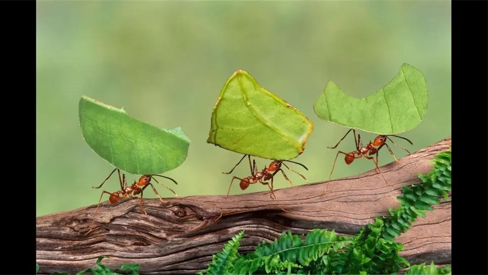 Pilas de basura hechas por hormigas generan gases de efecto invernadero