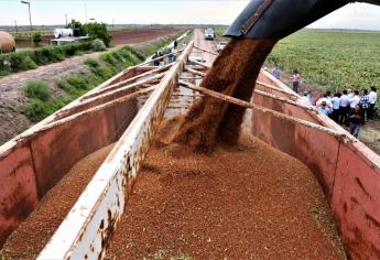 Este mes podrían concretarse protocolos para exportar sorgo a China