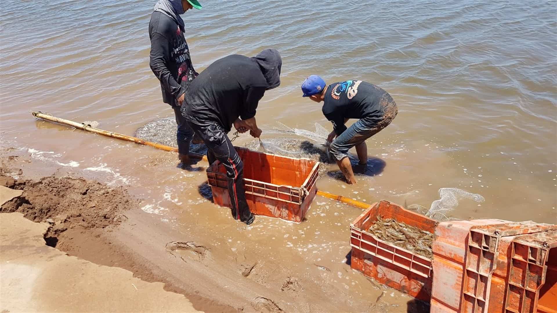 Acuacultores buscan tarifas eléctricas preferenciales en Sinaloa