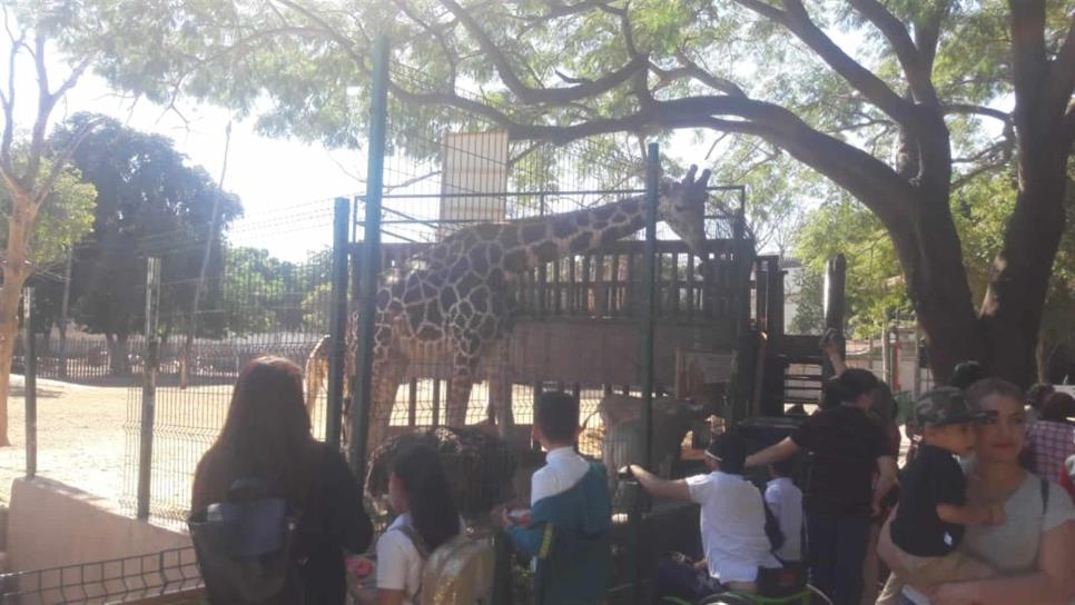 El Zoo Culiacán está de fiesta