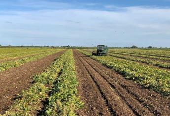 Por lluvias se retrasará siembra de frijol