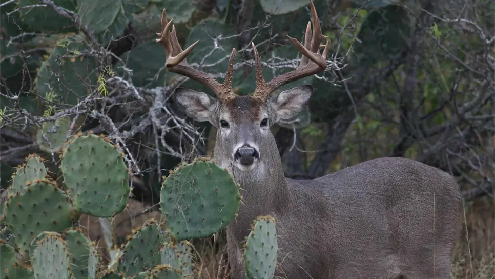 Venado cola blanca, patrimonio biológico de la biodiversidad de México