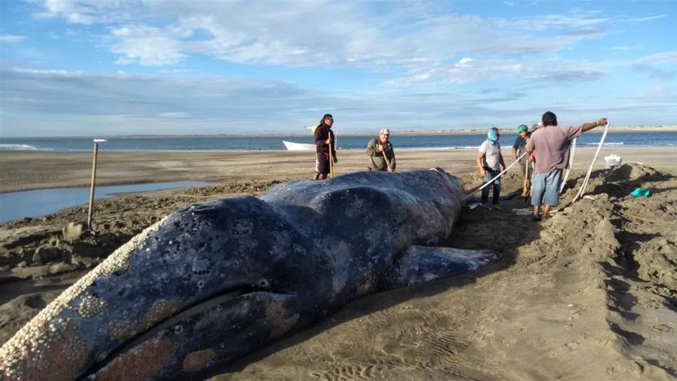 Conanp reporta porcentaje muy bajo de ballenas muertas