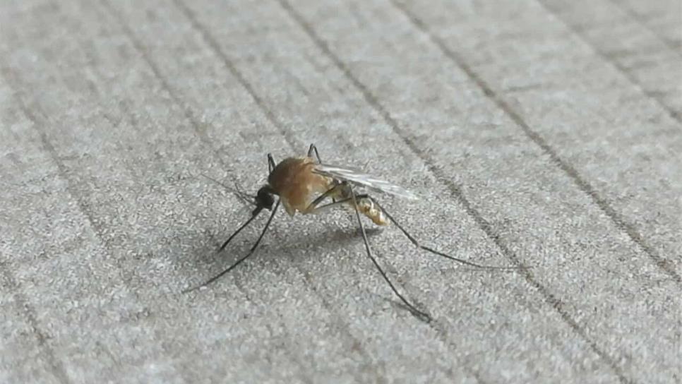 Desarrollan nuevo repelente de moscos que proviene de bacterias