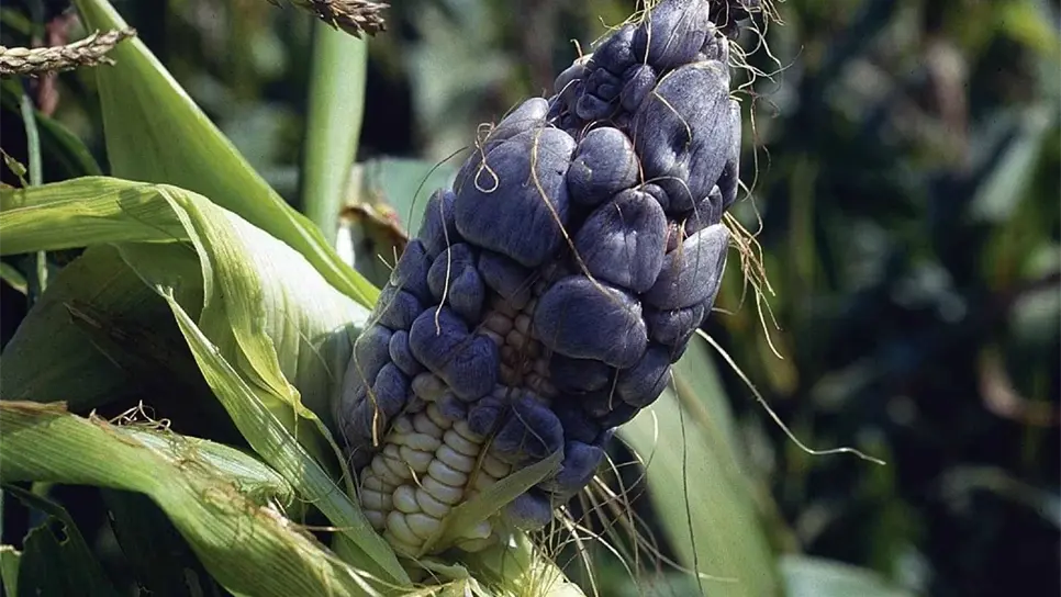 Huitlacoche. FOTO: Internet