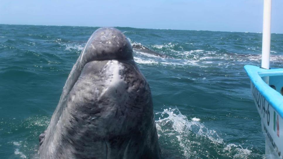 Muestra BCS avistamientos de ballenas como atractivo turístico