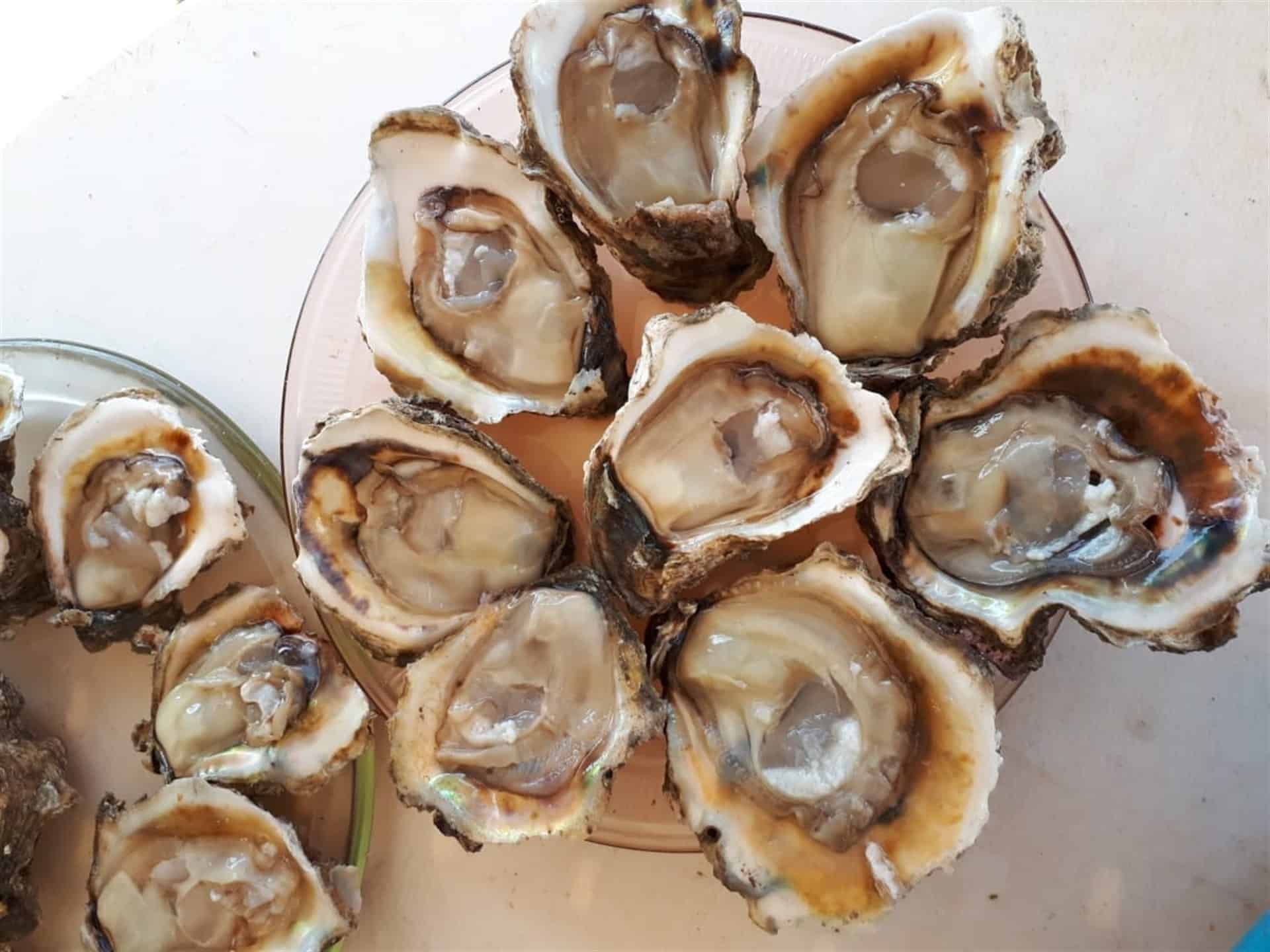 Ostiones. FOTO: Cortesía