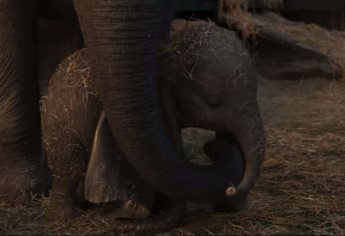 Disney lanza último tráiler de Dumbo