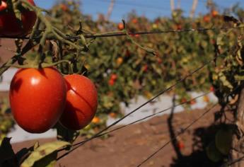 Guerra del tomate afectaría en un 80% la exportación hacía EU