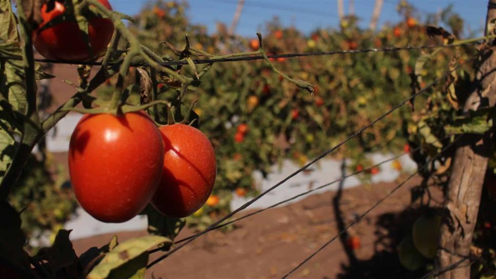 Guerra del tomate afectaría en un 80% la exportación hacía EU