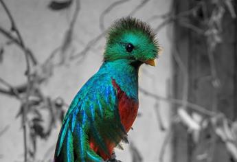 El quetzal es orgullo de El Nido, uno de los aviarios más grandes de AL