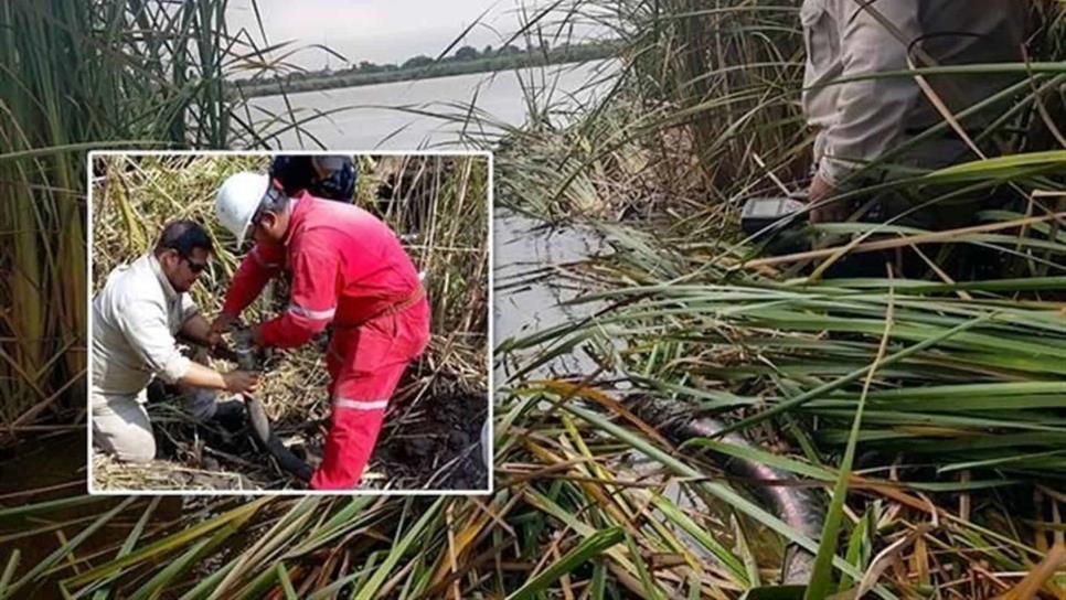 Marina desmantela toma subacuática ilegal en laguna de Tamaulipas