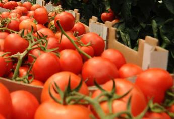 México no permitirá dumping al tomate: CNA