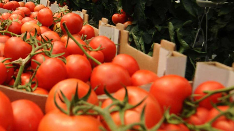 México no permitirá dumping al tomate: CNA