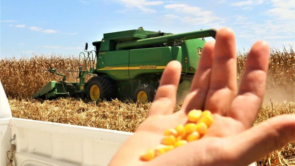Sube precio internacional del maíz