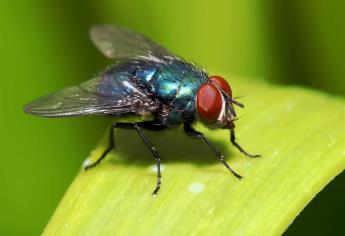 Las moscas mantienen el equilibrio ecológico de la Tierra