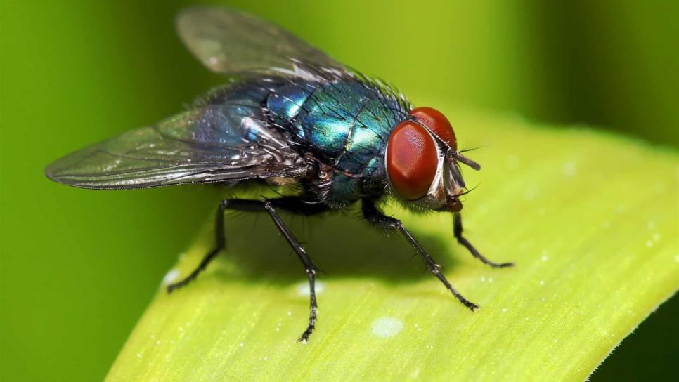 Las moscas mantienen el equilibrio ecológico de la Tierra