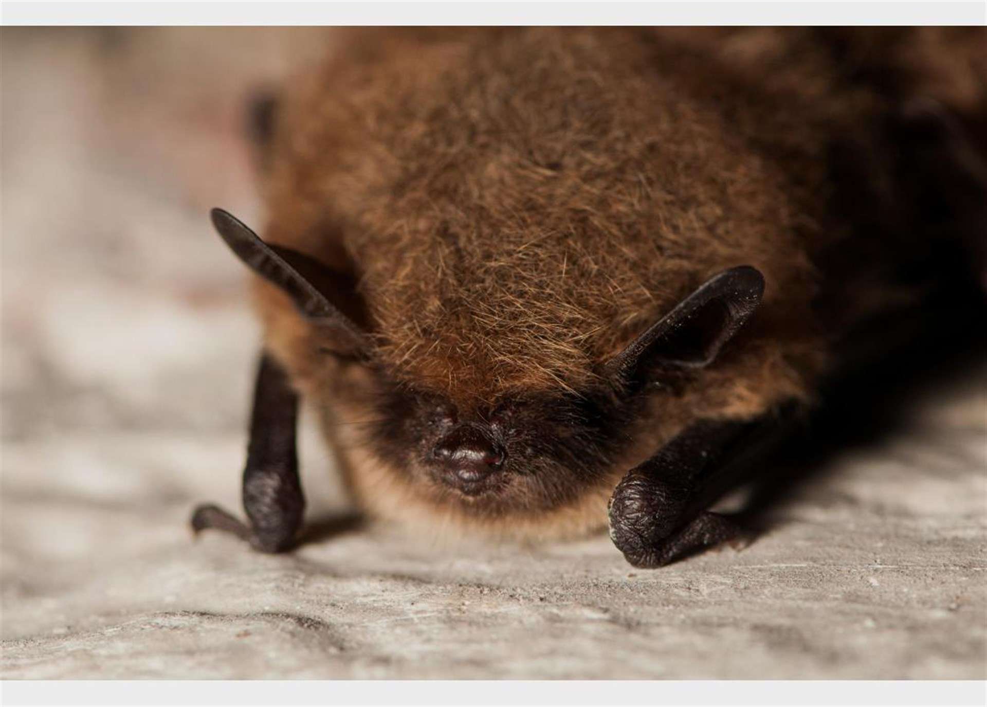 Reportan nuevas especies de murciélago en Europa y África