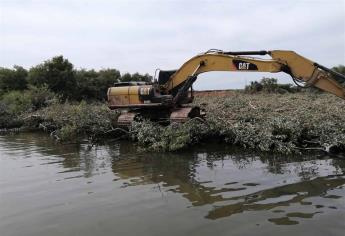 Eliminan manglar de canales para evitar inundaciones en Los Mochis