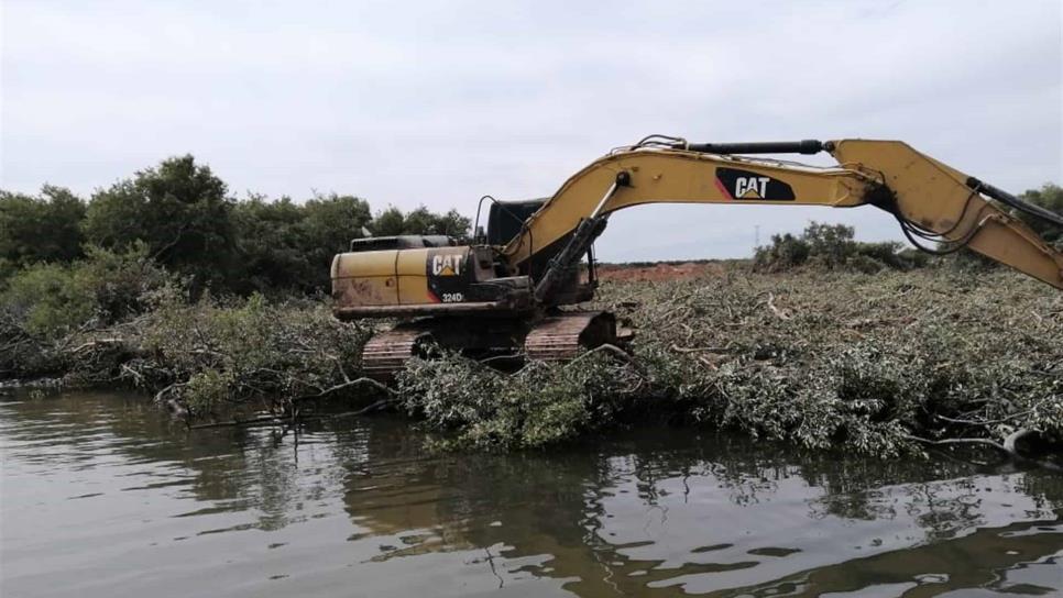 Eliminan manglar de canales para evitar inundaciones en Los Mochis