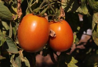 Amenaza de dumping genera caos entre productores de tomate: Édgar González