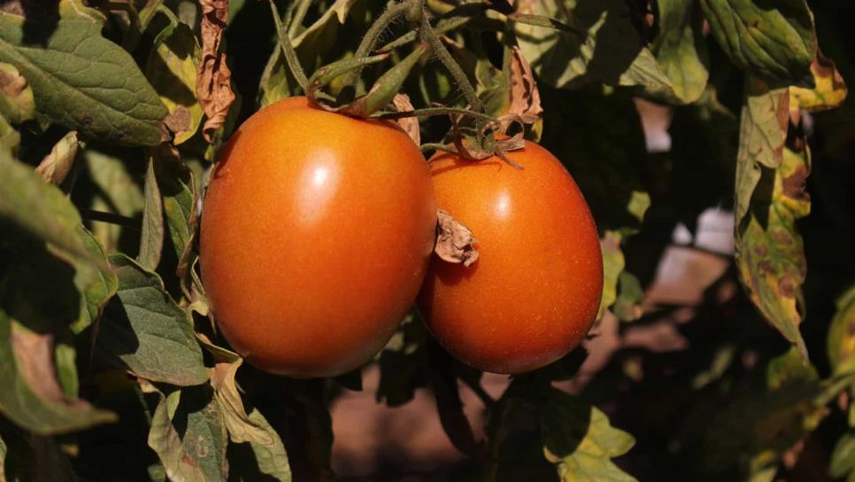 Amenaza de dumping genera caos entre productores de tomate: Édgar González