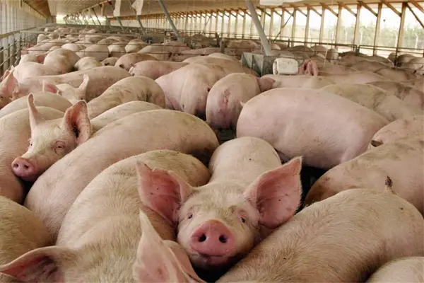 Porcicultores suman esfuerzos para la autosuficiencia alimentaria Porcicultores suman esfuerzos para la autosuficiencia alimentaria