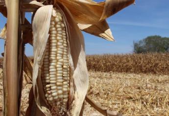 Cierra semana con incremento en precio de maíz