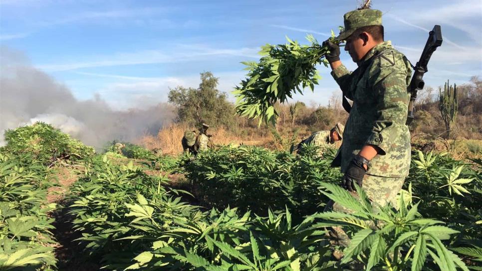 Destruye Sedena cuatro plantíos de droga en Cajeme, Sonora