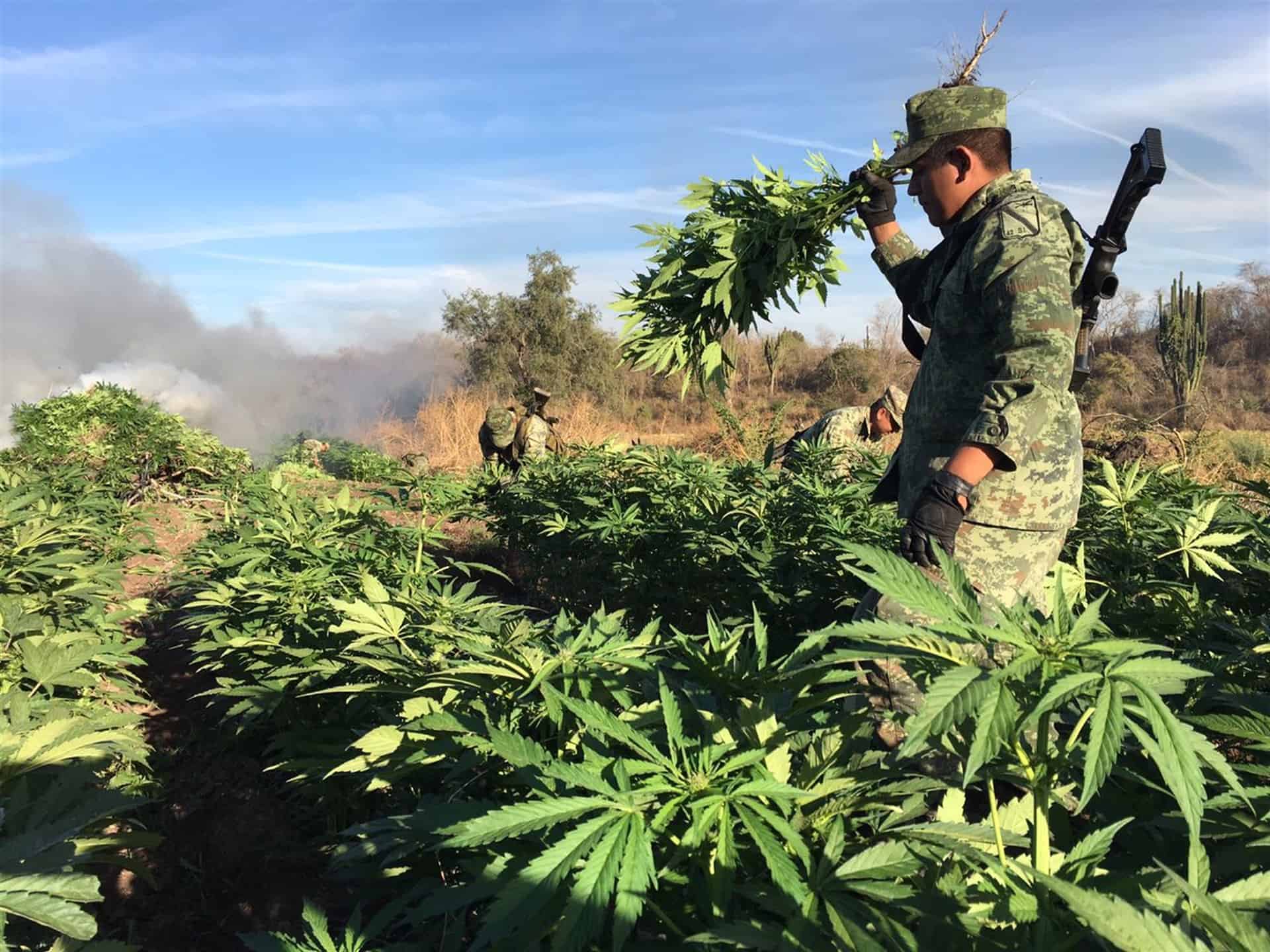 Destruye Sedena cuatro plantíos de droga en Cajeme, Sonora