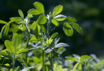 Sinaloa exportará alfalfa a Arabia Saudita