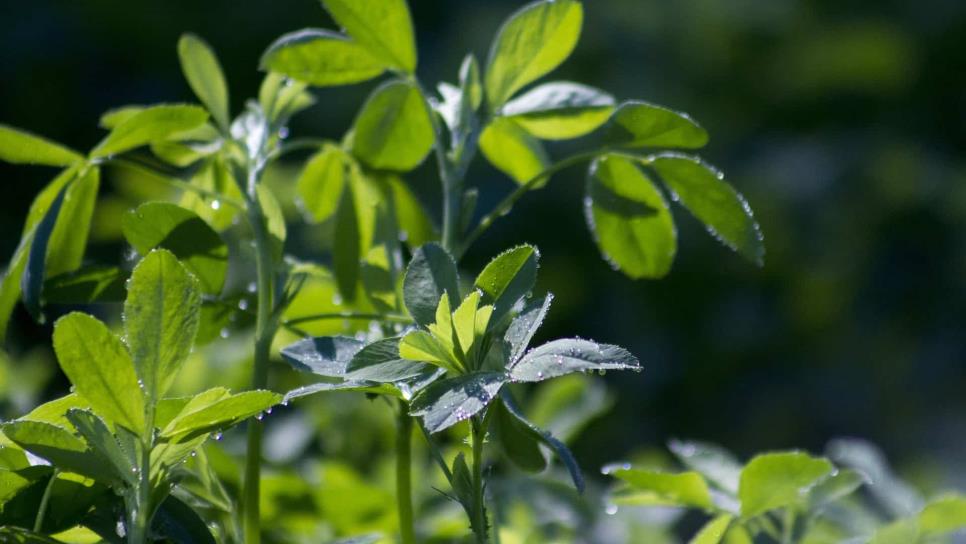 Sinaloa exportará alfalfa a Arabia Saudita