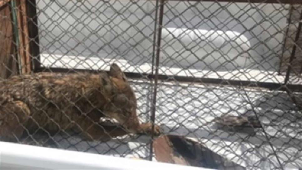 Profepa rescata y reubica a dos coyotes en Guasave