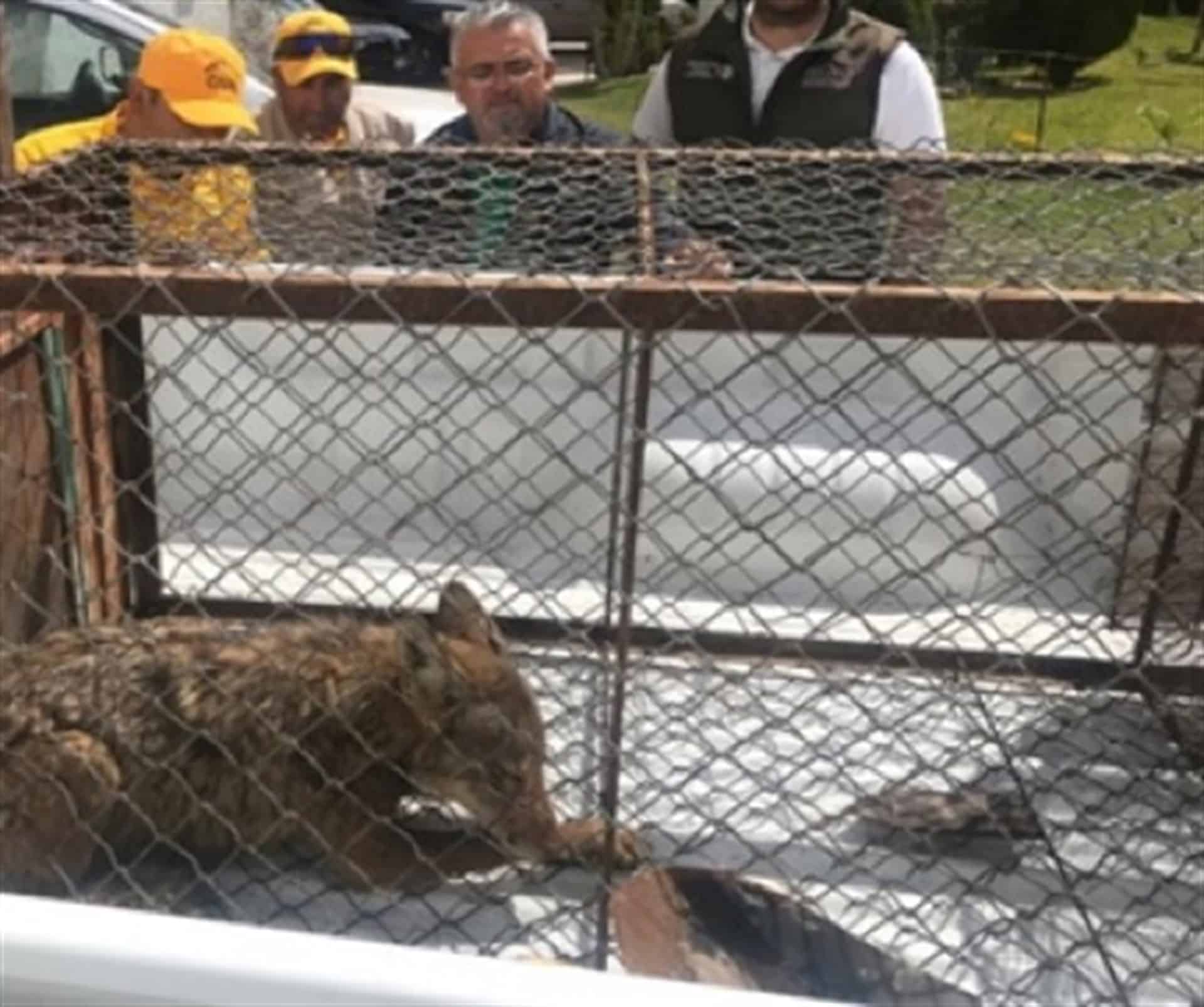 Profepa rescata y reubica a dos coyotes en Guasave