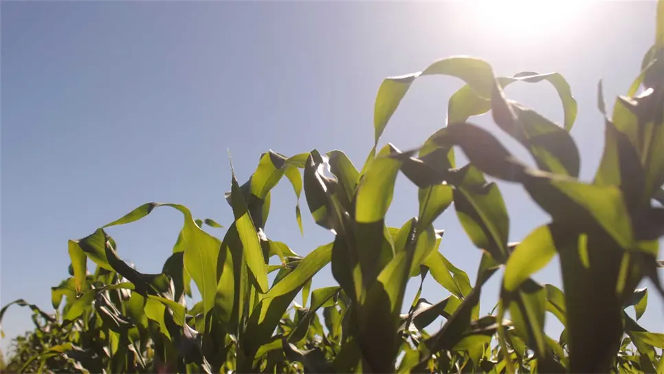 FOTO: Martín Ruiz | Archivo.