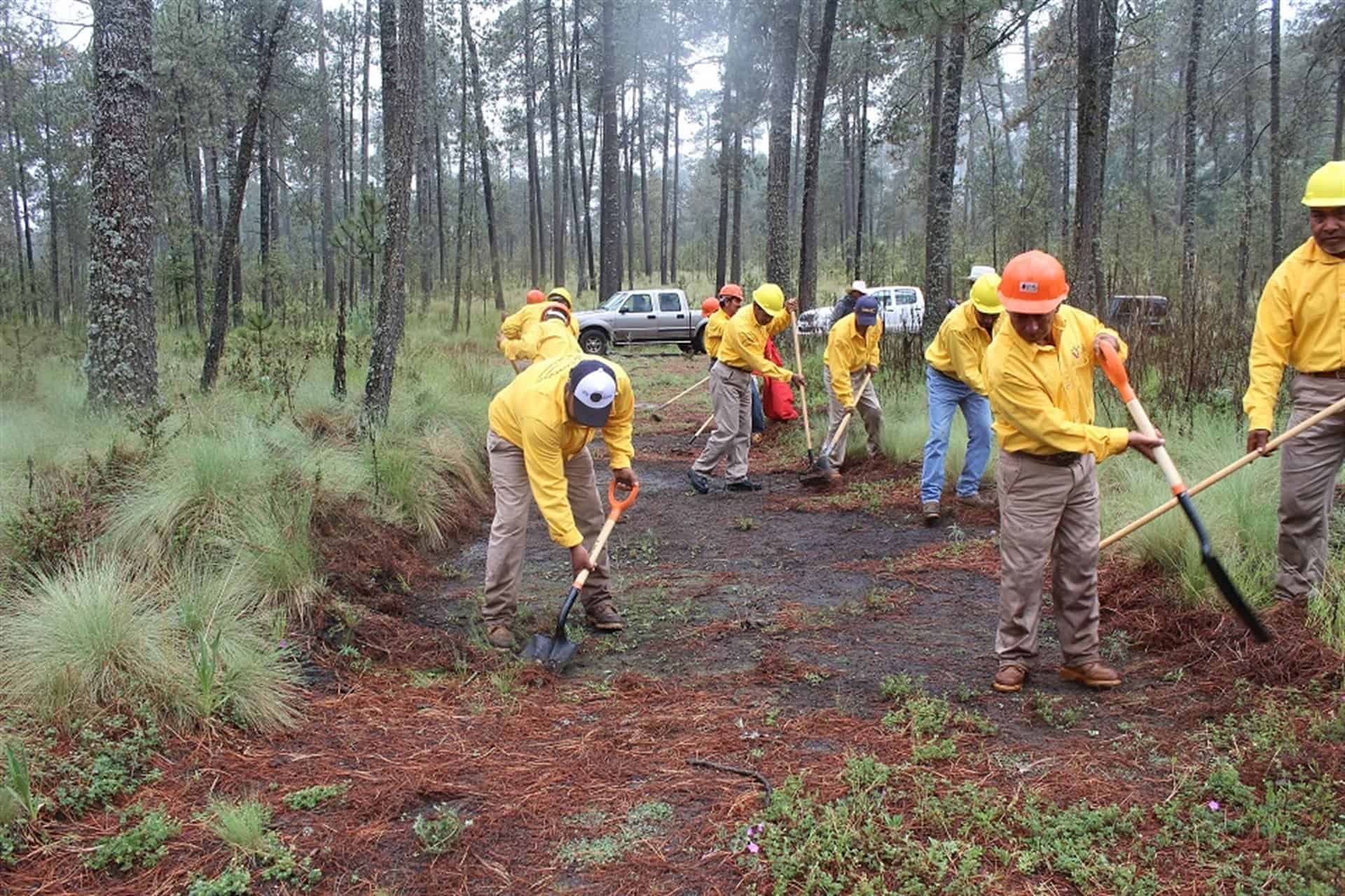 Alcanzar un sector forestal sustentable, competitivo y participativo: Conafor