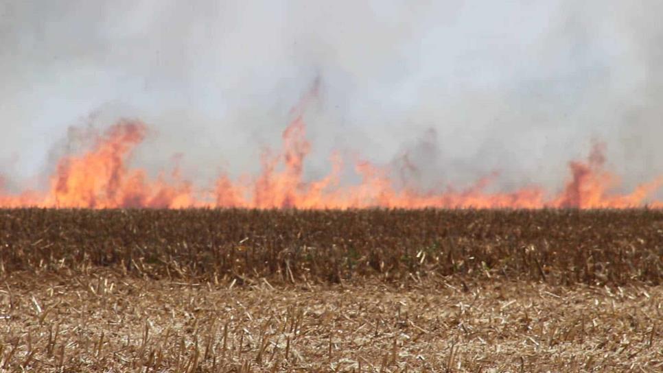 Sedesu busca que municipios participen contra quema de soca