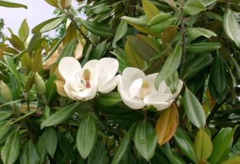 Identifican nueva especie de magnolia en Guadalajara