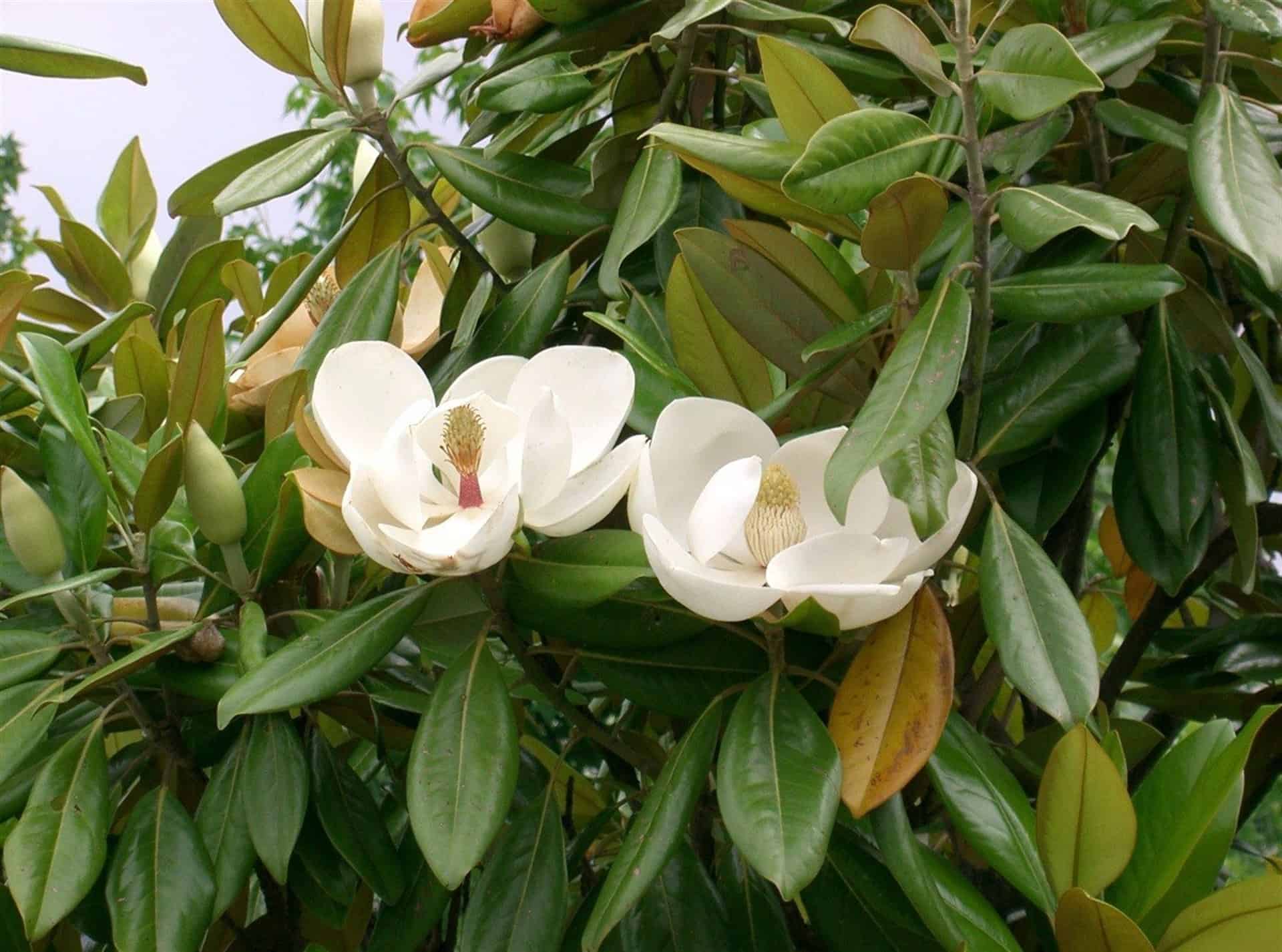 Identifican nueva especie de magnolia en Guadalajara