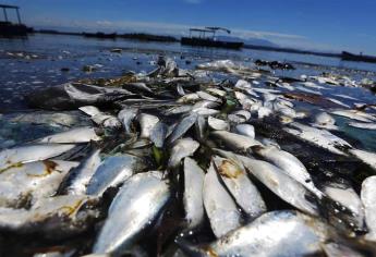 Calentamiento de océanos disminuye población de peces