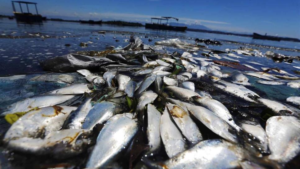 Calentamiento de océanos disminuye población de peces